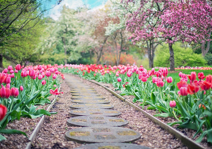 Sentiero di pietre circolari in un giardino fiorito con tulipani rosa e rossi, alberi in fiore sullo sfondo.